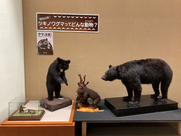 ［岩手県立博物館］トピック展「緊急企画！ ツキノワグマってどんな動物？」